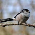 Long-tailed Tit