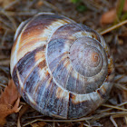 Turkish Snail