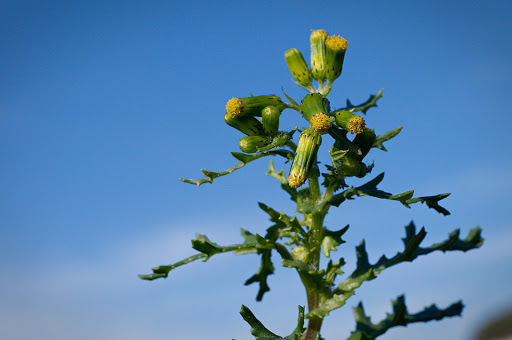 Senecio vulgaris