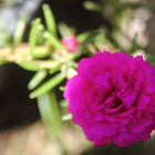 Moss Rose Purslane