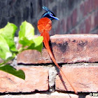 Indian paradise flycatcher