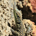 Moroccan rock lizard