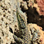 Moroccan rock lizard