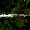 Orb web