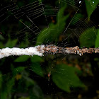 Orb web