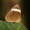 Straight-Banded Treebrown