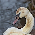 Mute Swan