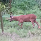 Roe deer