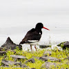 Oystercatcher