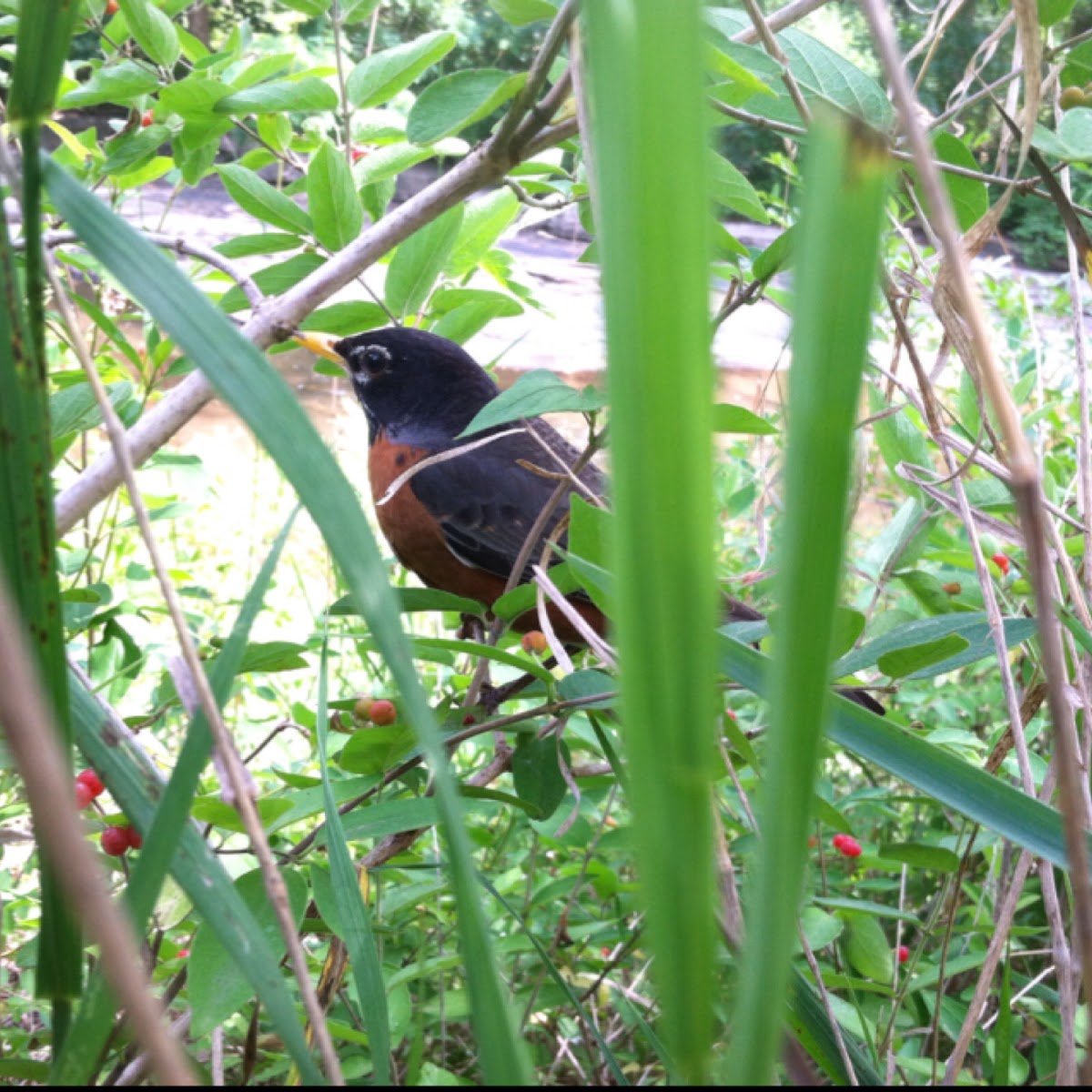 American robin