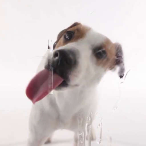 animated wallpaper dog licking screen