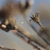 Green Lacewing(egg)