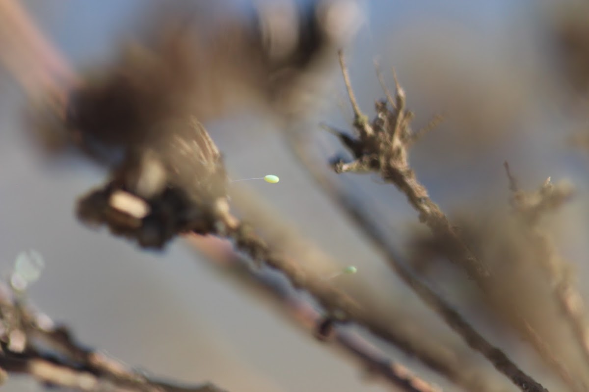 Green Lacewing(egg)