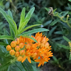 Milkweed or Butterfly weed