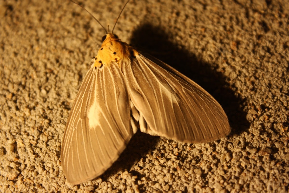 Erebid Moth