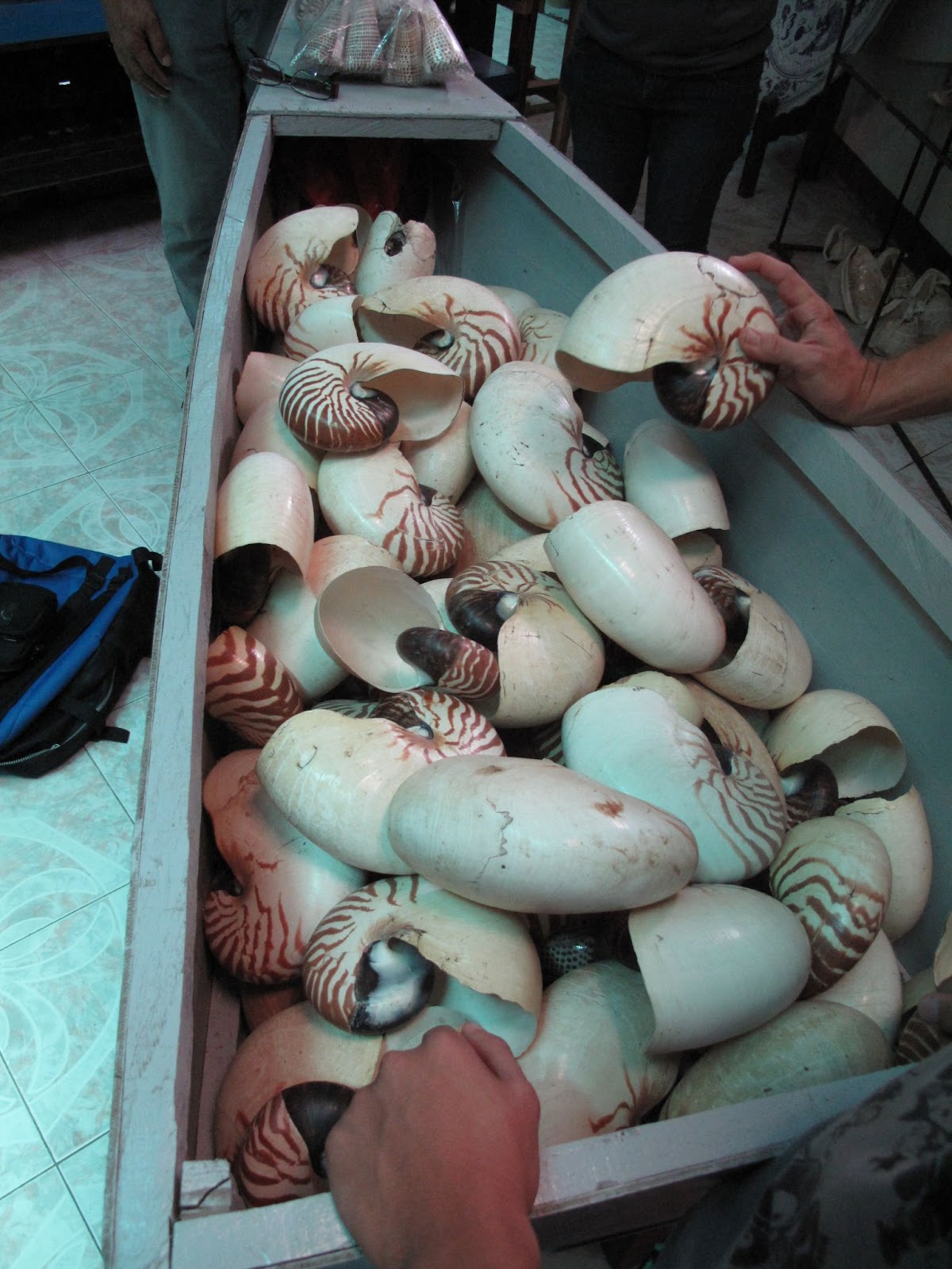 Shell shop in the Philippines with dozens of adult nautilus shells for sale. (Photo Credit: Barord)