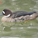 Bronze-Winged Duck