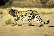 A leopard was put down after it attacked people in Mpumalanga.