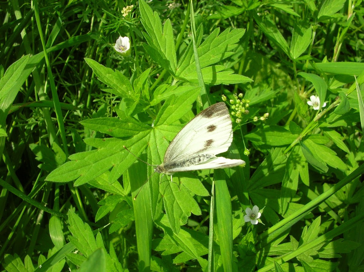 Green-veined White / Брюквенница