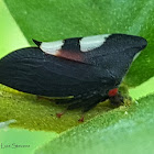 Two-marked Treehopper