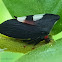 Two-marked Treehopper