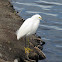 Snowy Egret