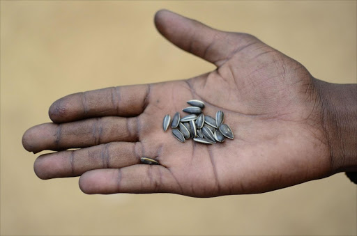 Sunflower seeds are a popular snack in Scotland informal settlement, Coligny Photo: Tiro Ramatlhatse