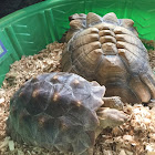 African Spurred Tortoise