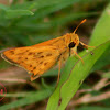 Southern Skipperling Butterfly