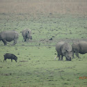 One-horned Rhinoceros