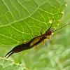 Lined Earwig