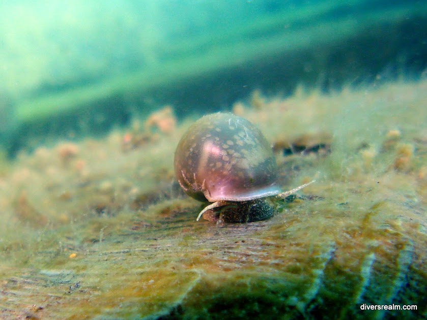 A Snail on the Bermuda