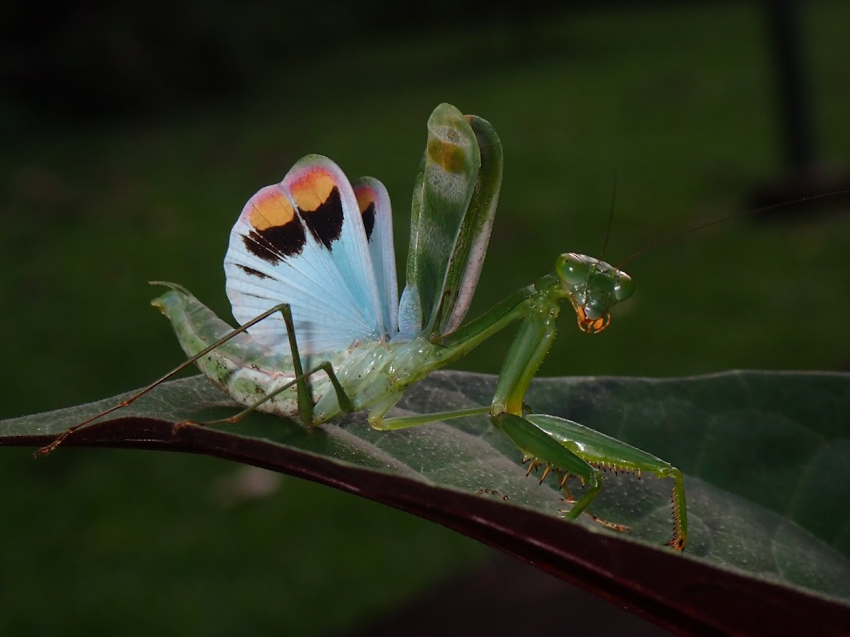 Praying Mantis