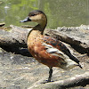 Wandering Whistling Duck