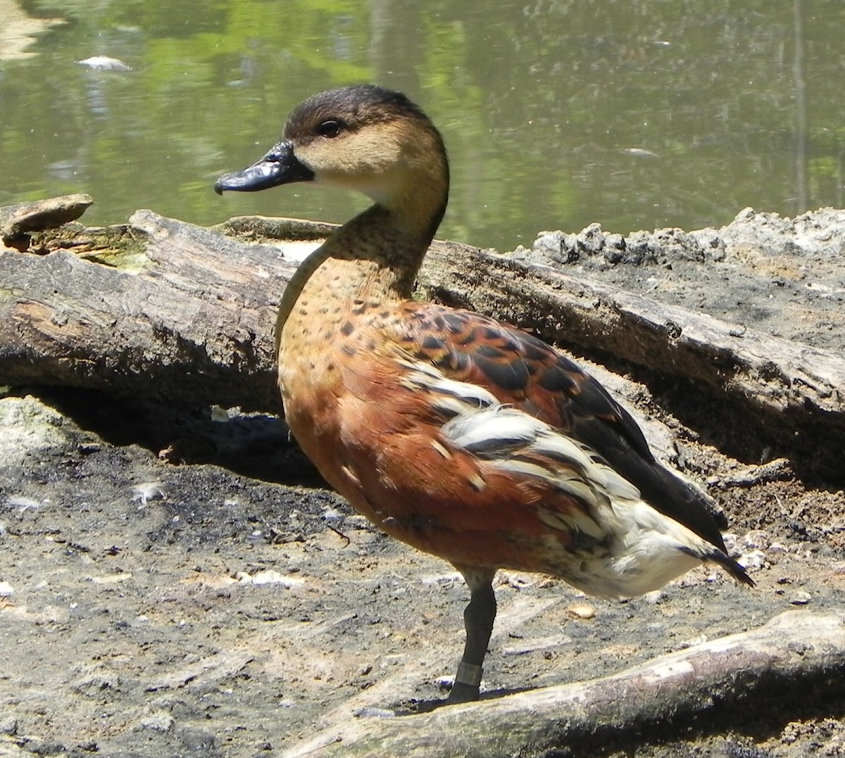 Wandering Whistling Duck