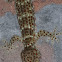 Tokay Gecko