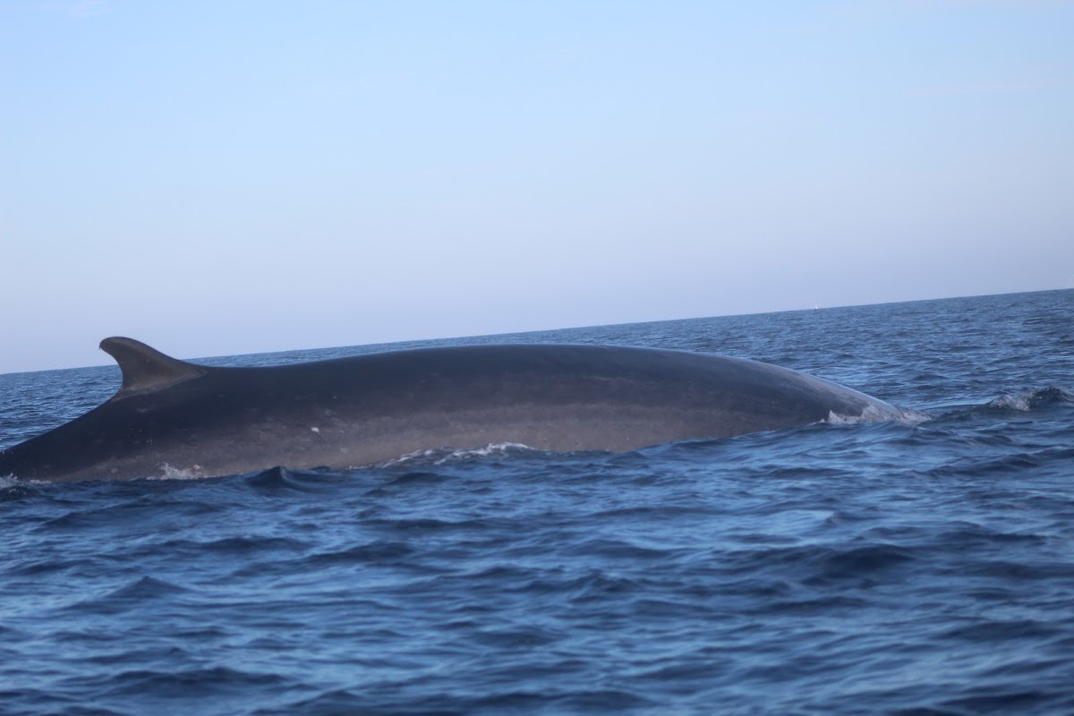 Fin Whale