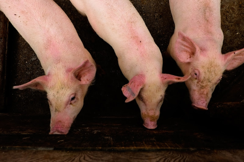 i tre porcellini rosa di nicolagardin