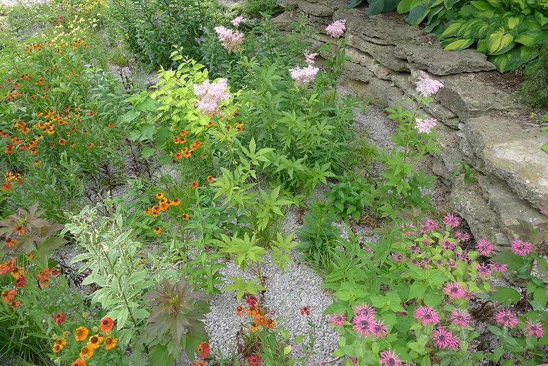 Rain garden with flowers and stone wall behind