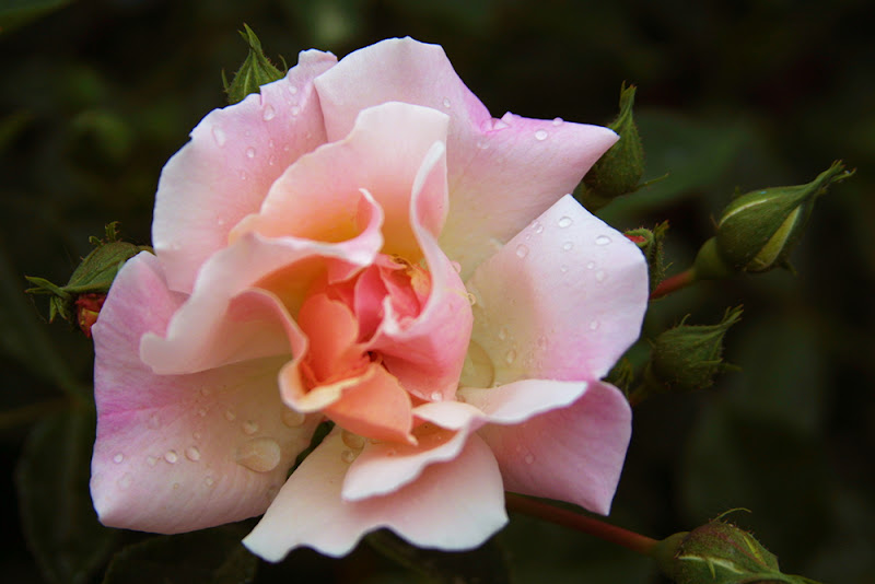 LAREGINA DI PRIMAVERA di misantrope