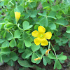 Yellow Woodsorrel