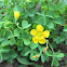 Yellow Woodsorrel