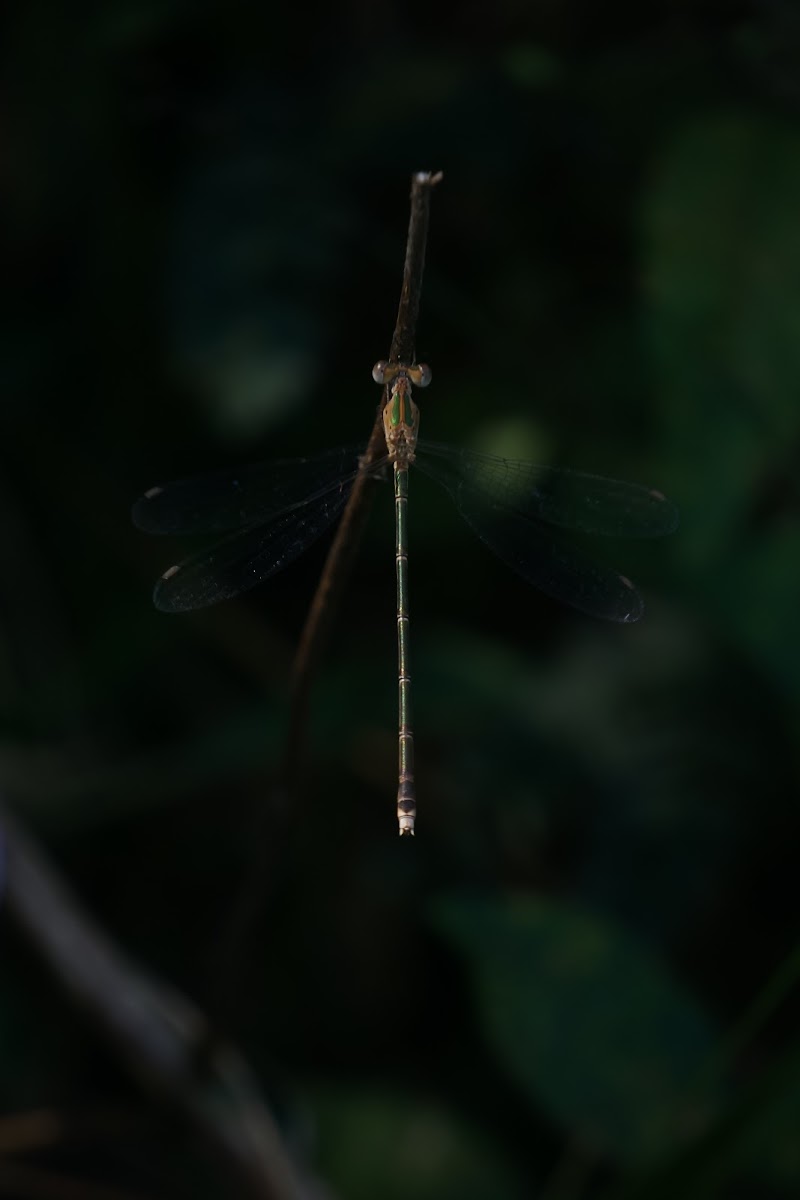 Emerald Spreadwing