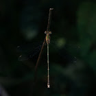 Emerald Spreadwing