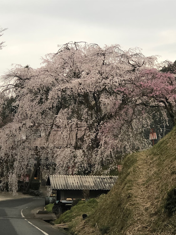 の投稿画像2枚目