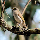 Yellow-faced Honeyeater