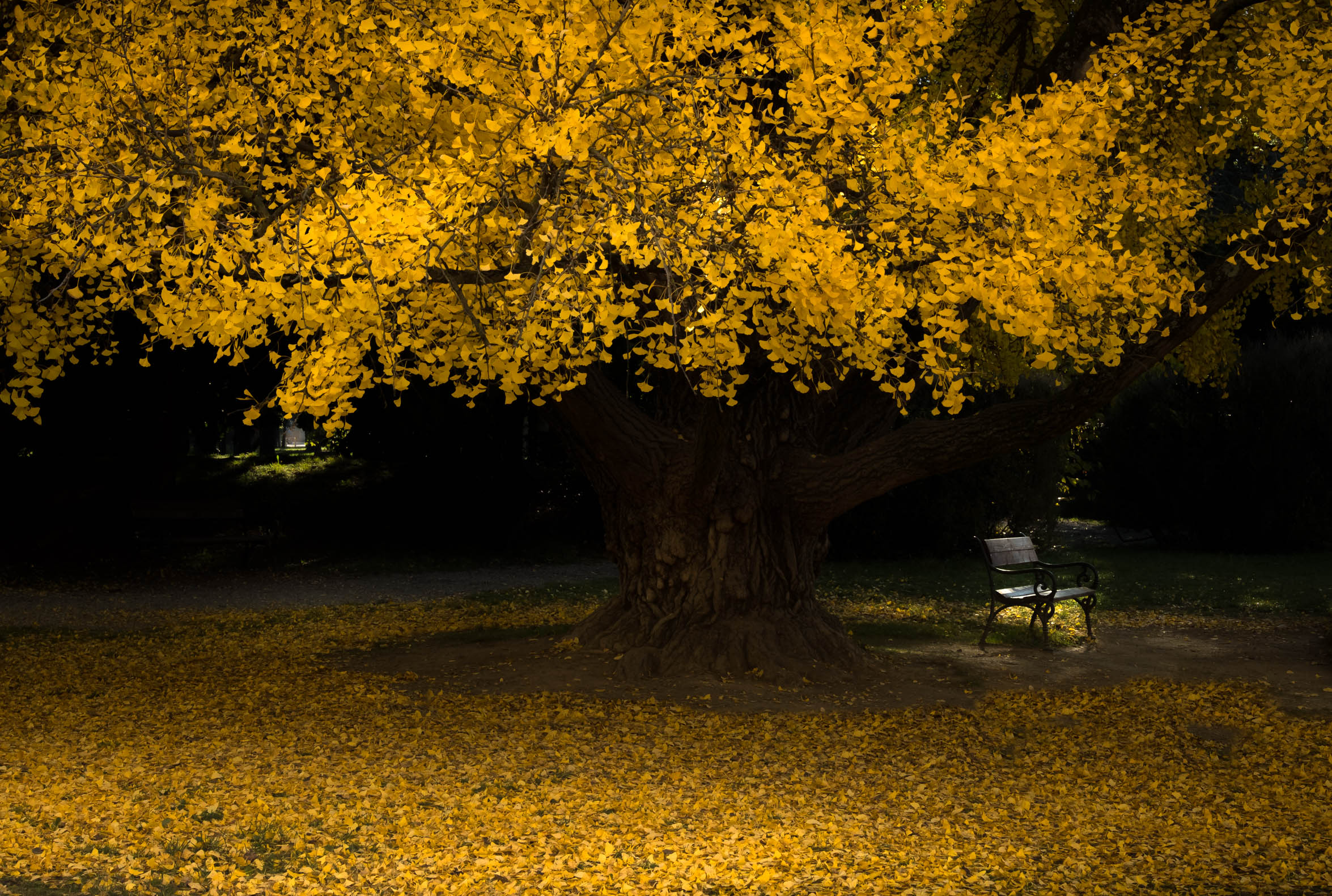 La panchina sotto il ginko di gnuc