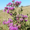 Prairie Ironweed