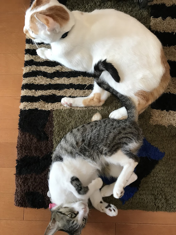 ミニ ハッチバックの洗車・愛猫紹介・CT愛猫部・1日1猫に関するカスタム事例の投稿画像5枚目
