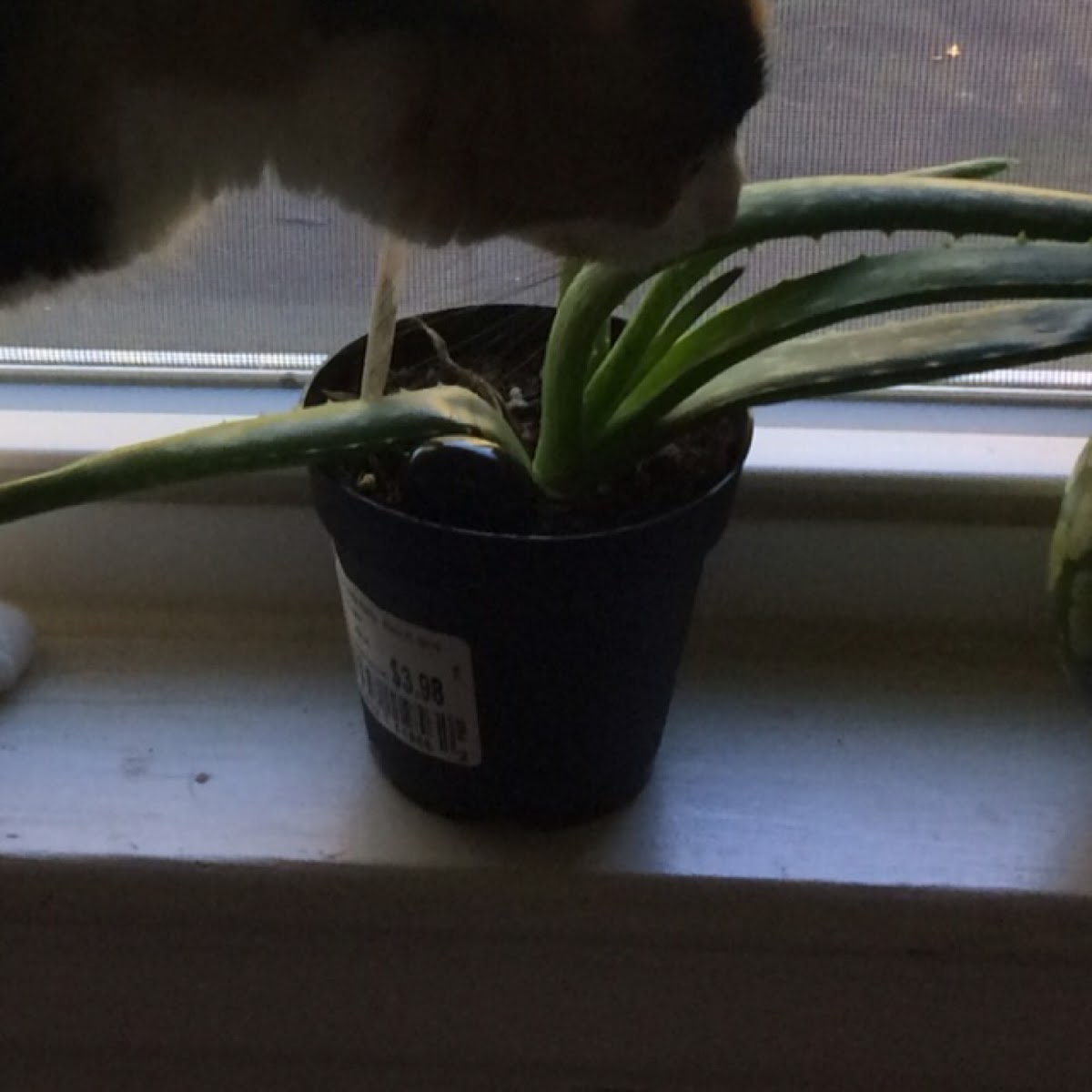 Aloe